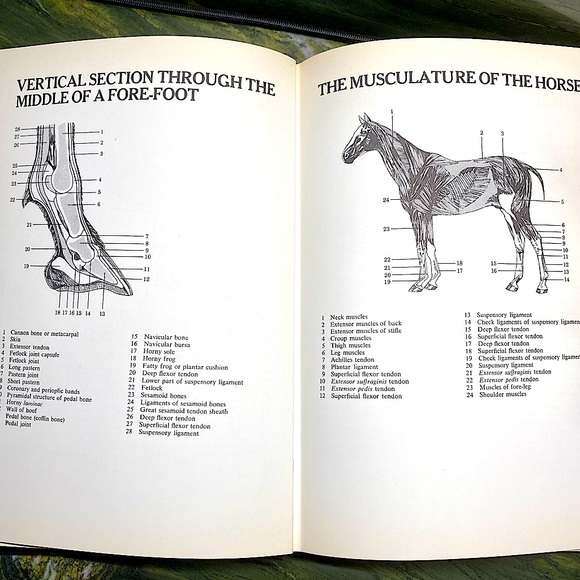 Healthy Horse Handbook Illustrated Hardcover Educational Academia - Picture 7 of 16
